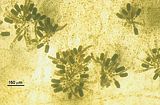 Cutleria chilosa3